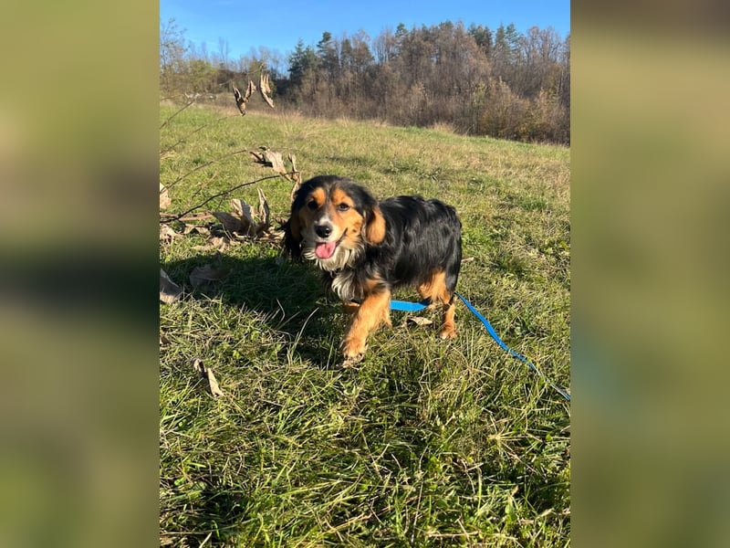 Bezaubernder zuckersüßer BOBISHA sucht sein Für-Immer-Zuhause