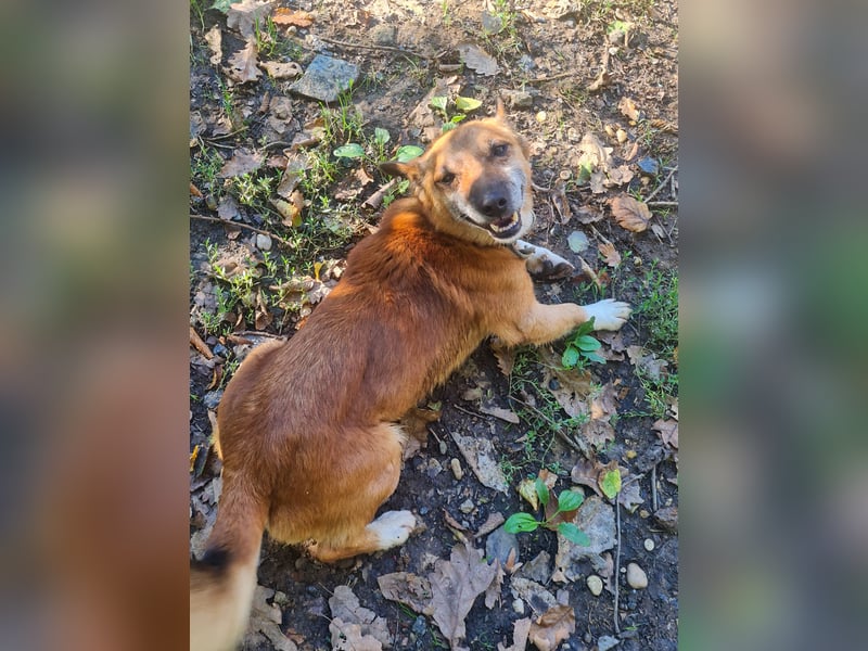 Kuckuck, zauberhafter AMON sucht liebevolle Familie Kuckuck, zauberhafter AMON sucht liebevolle Familie