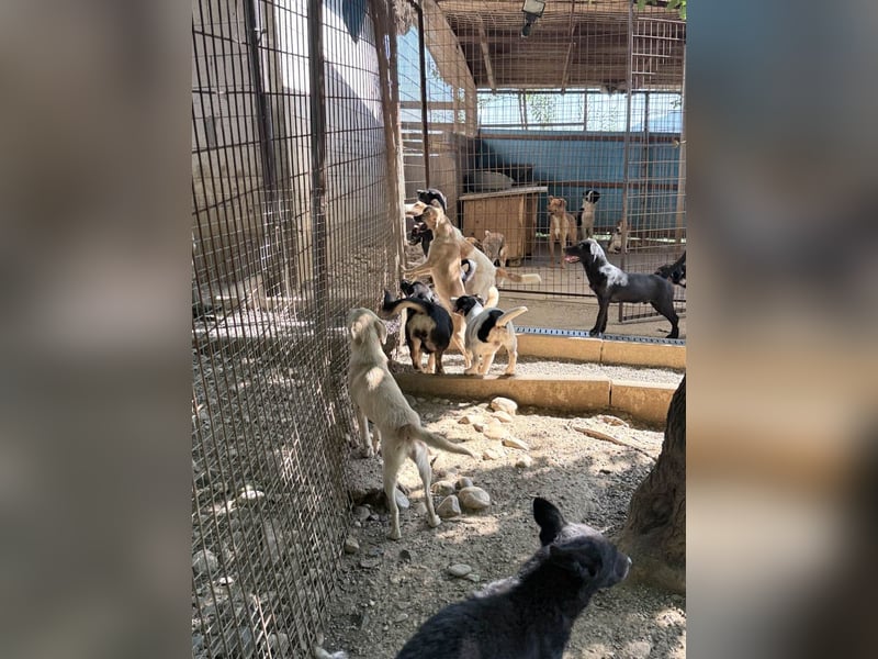 Niedliche SHONA will die Welt außerhalb des Tierheims kennenlernen! Vielleicht mit dir?