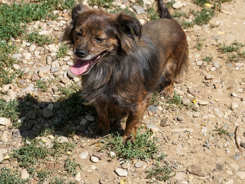 Kuckuck, wer schenkt Traumhündin EMILIJA ein liebevolles Zuhause?