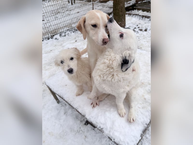 PUPIN einzigartig, lebensfroh - einfach PERFEKT !