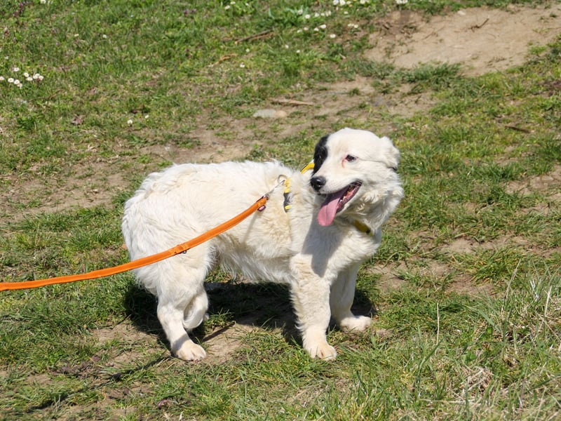 PUPIN einzigartig, lebensfroh - einfach PERFEKT !
