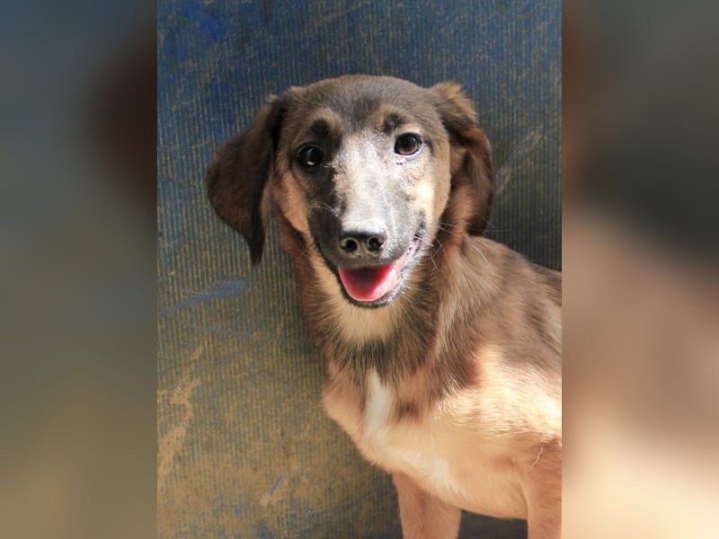 Schlaue ALMA sucht ein für immer Zuhause