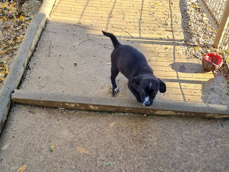 SUSHI - Knopfaugen zum Verlieben !!!