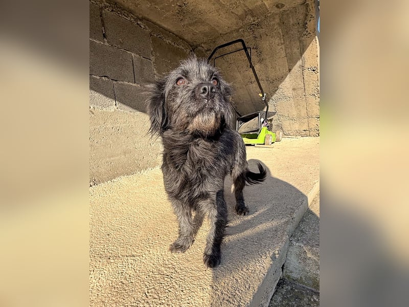 Zuckerschnauze RAMONA - bist du ihr Ticket ins Glück