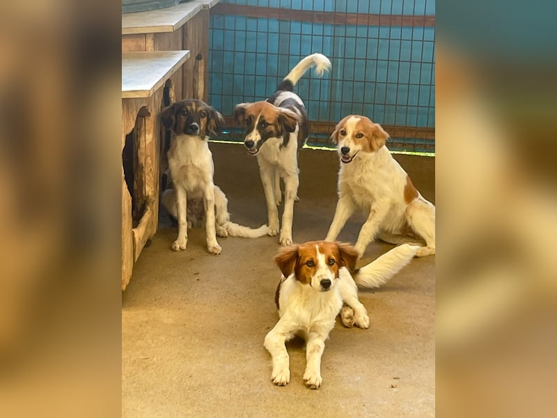 Zuckersüße JULIANA - ein Herz auf vier Pfoten