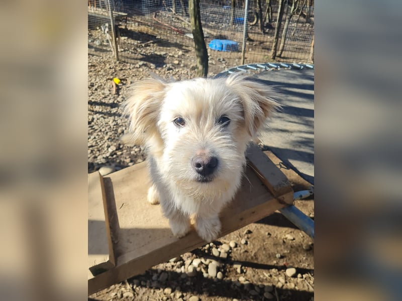 Zuckersüßer Hundebub KASPAR sucht liebevolles Zuhause