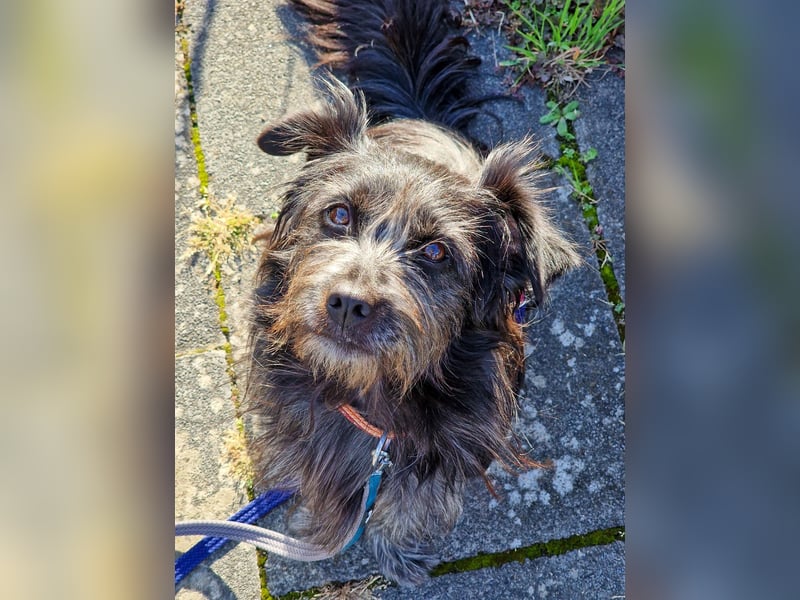 RAMONA, schon MAMA aber selbst noch auf der Suche nach Ihrem großen Glück - EIGENE HUNDEELTERN !