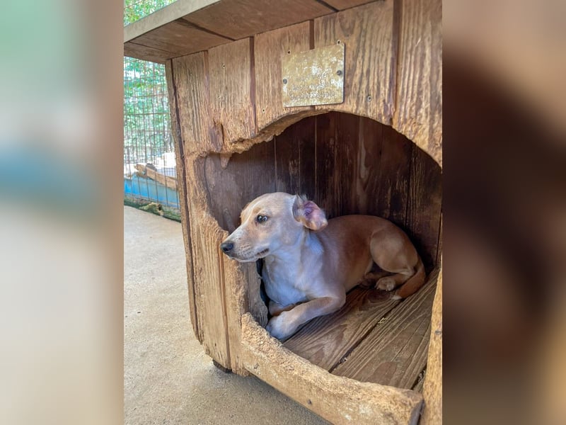 Aufgeweckte SASSY will endlich das Leben außerhalb des Tierheims kennenlernen. Zeigst du es ihr?