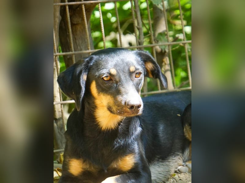 Schmusemaus SMILLA will endlich mit ihren eigenen Menschen kuscheln
