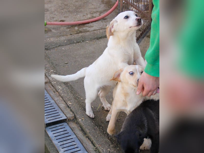 Aufgeweckter SKIPPER sucht aktive Menschen zum Spielen und Toben
