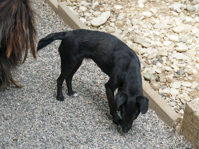 Kuckuck, wer schenkt Traumhündin FIONA ein liebevolles Zuhause?