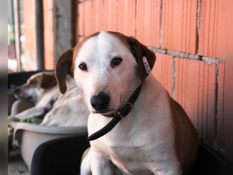 BEPI - Wer löst sein Ticket ins Glück und schenkt ihm ein liebevolles, ruhiges Zuhause