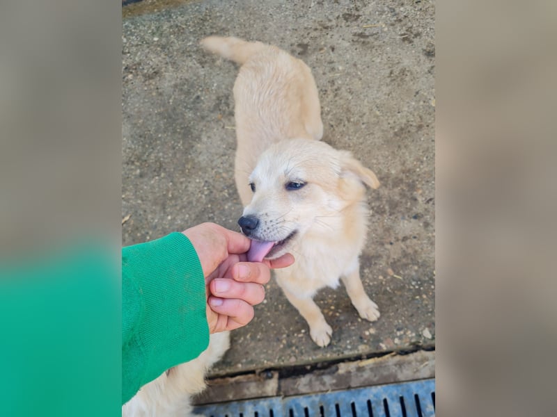 SUZUKI einzigartige Fellnase ;-)