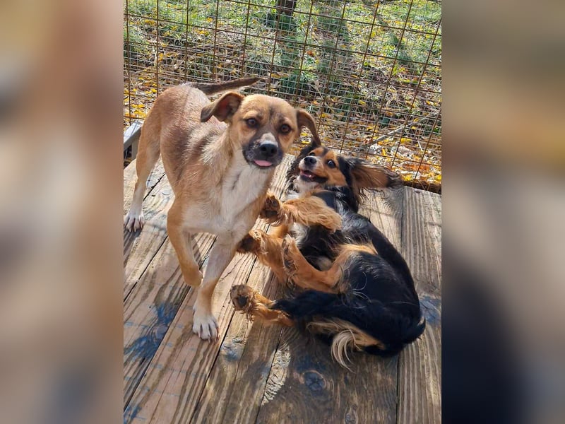 Schleckermaul MILLIE sucht nach ihren eigenen Leckerlispendern
