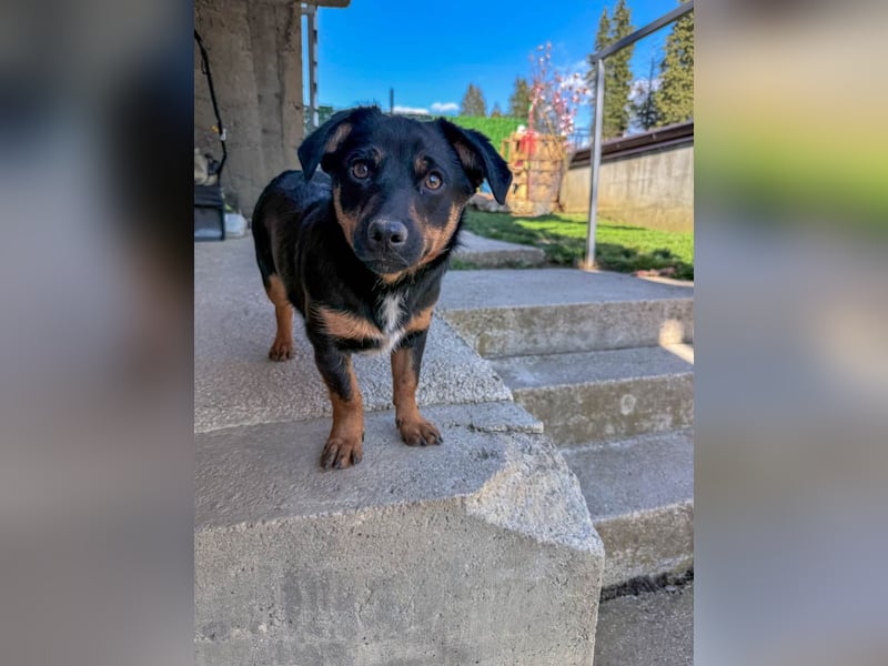 hübsch, hübscher, ROXANA