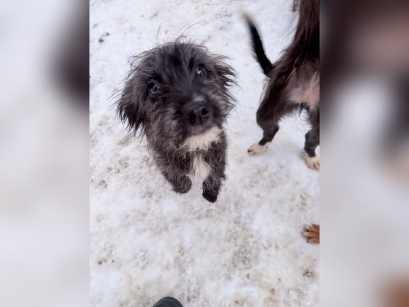 Freundlicher KAIRO möchte die Welt entdecken