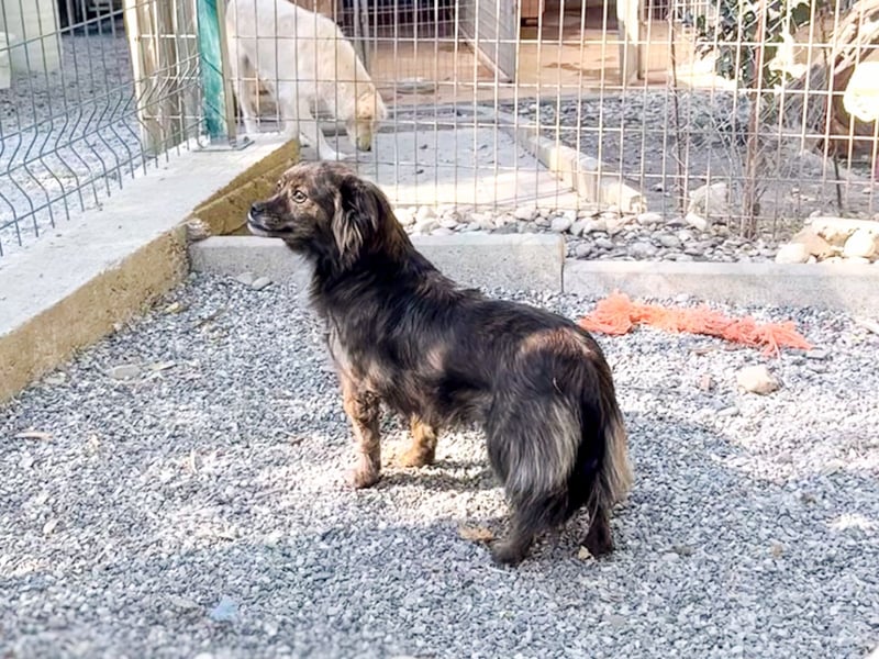 Hoppla - liebenswerte EMILIJA sucht ein liebevolles Zuhause