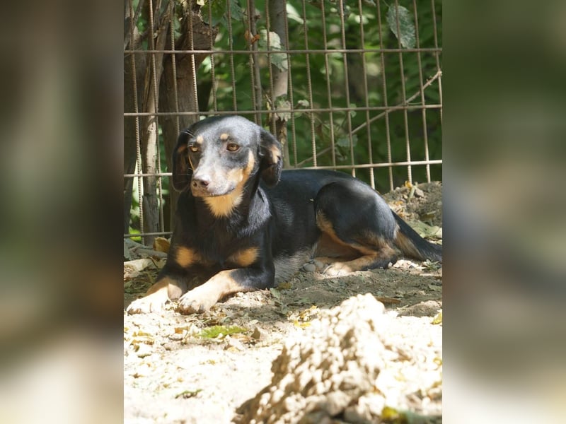 Schmusemaus SMILLA will endlich mit ihren eigenen Menschen kuscheln
