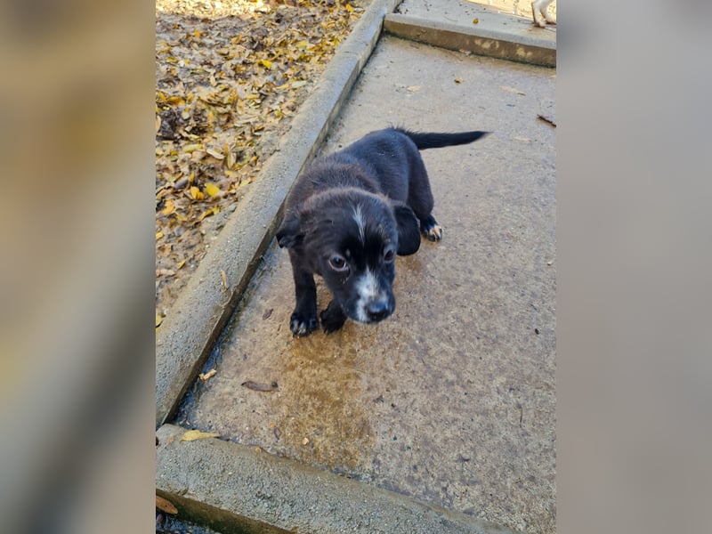 SUSHI - Knopfaugen zum Verlieben !!!