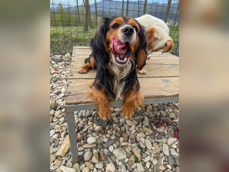 Bezaubernder zuckersüßer BOBISHA sucht sein Für-Immer-Zuhause