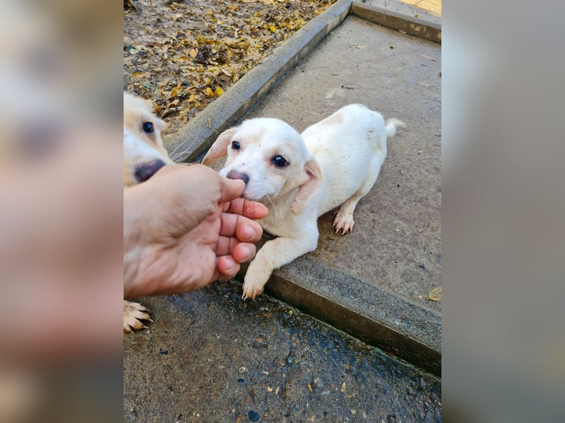 SKIPPER klein, frech, WUNDERBAR !