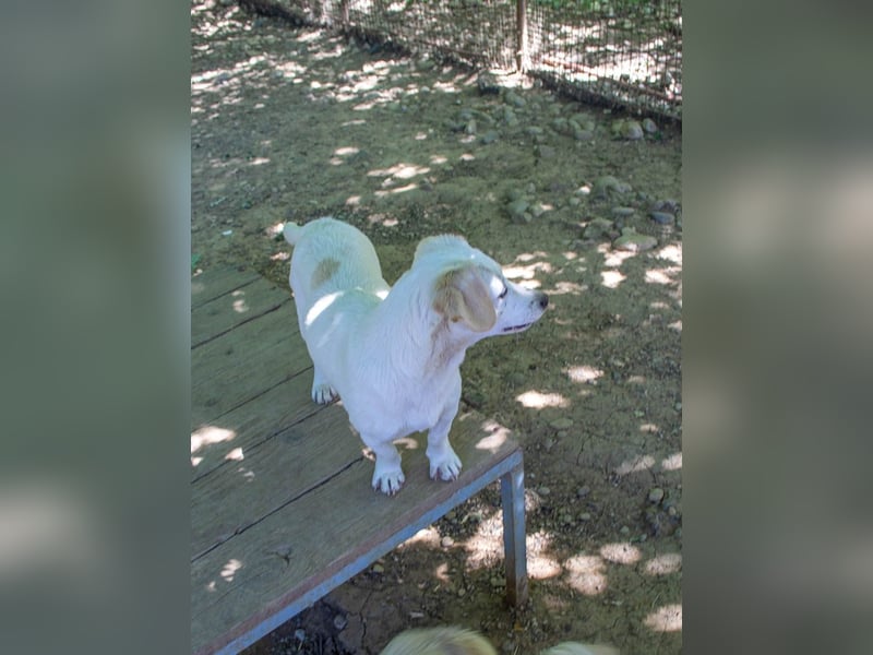 Aufgeweckter SKIPPER sucht aktive Menschen zum Spielen und Toben