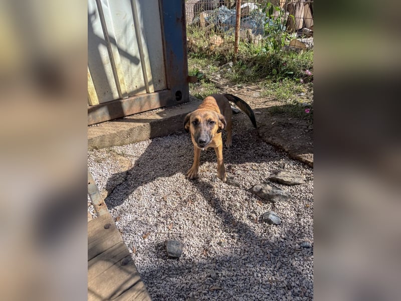 Schlaue ALMA sucht ein für immer Zuhause