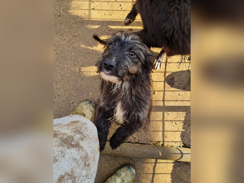 Freundlicher KAIRO möchte die Welt entdecken