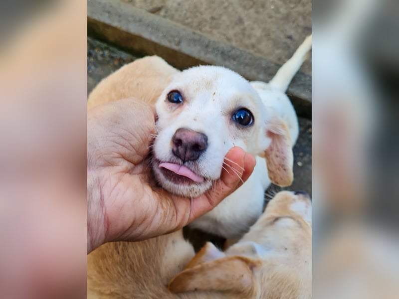 SKIPPER klein, frech, WUNDERBAR !