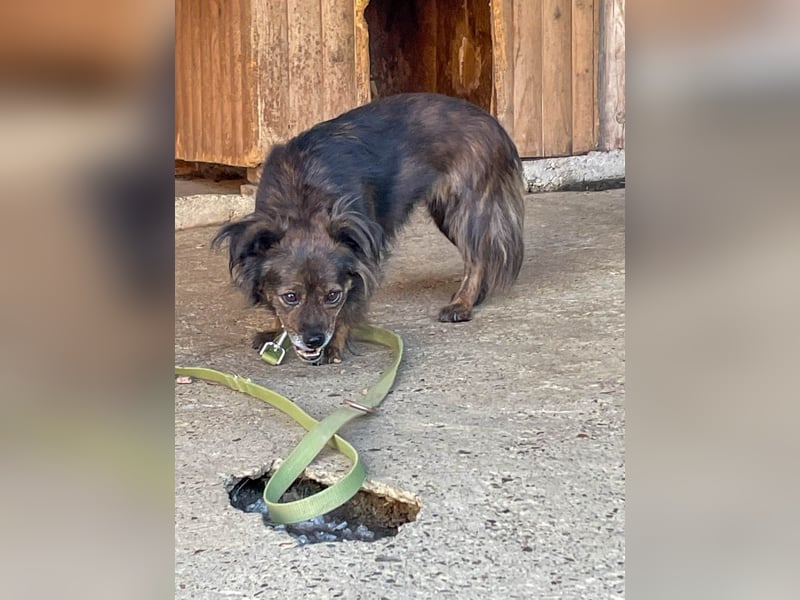 Hoppla - liebenswerte EMILIJA sucht ein liebevolles Zuhause