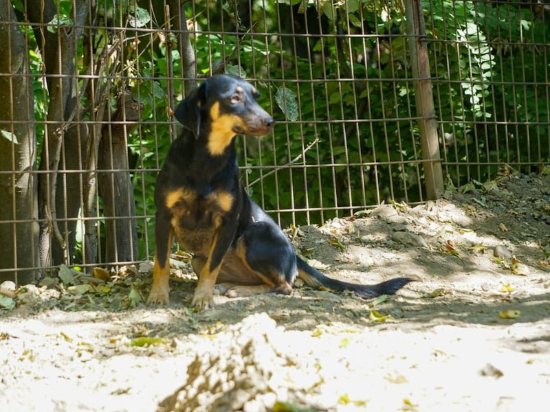 Schmusemaus SMILLA will endlich mit ihren eigenen Menschen kuscheln
