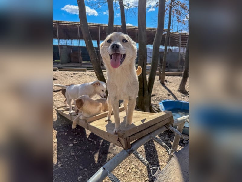 SUZUKI einzigartige Fellnase ;-)