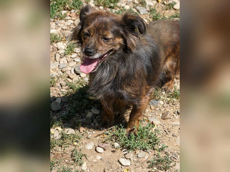 Kuckuck, wer schenkt Traumhündin EMILIJA ein liebevolles Zuhause? Kuckuck, wer schenkt Traumhündin EMILIJA ein liebevolles Zuhause?