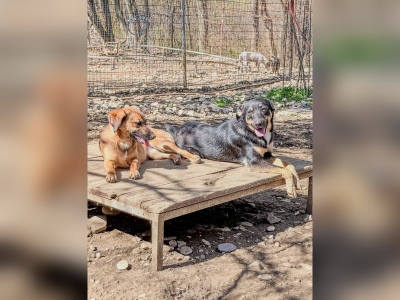 Neugierige ANIKA– ein Traum auf vier Pfoten