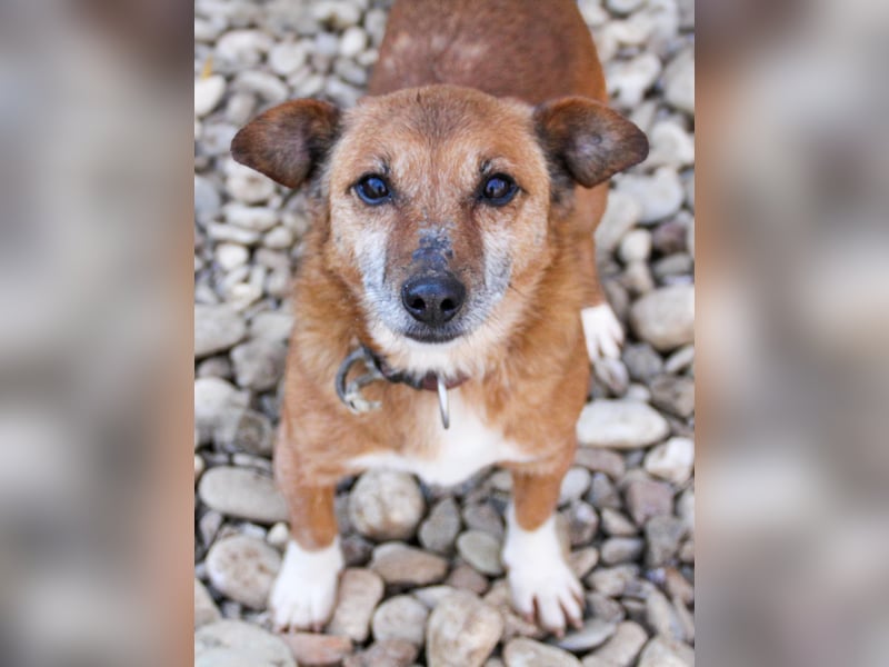 Kuckuck, zauberhafter AMON sucht liebevolle Familie Kuckuck, zauberhafter AMON sucht liebevolle Familie