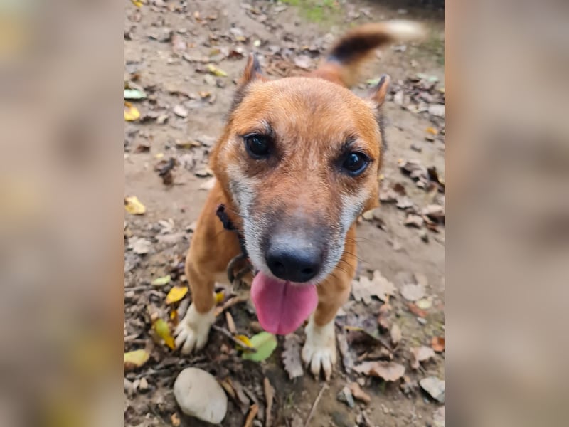 Kuckuck, zauberhafter AMON sucht liebevolle Familie Kuckuck, zauberhafter AMON sucht liebevolle Familie