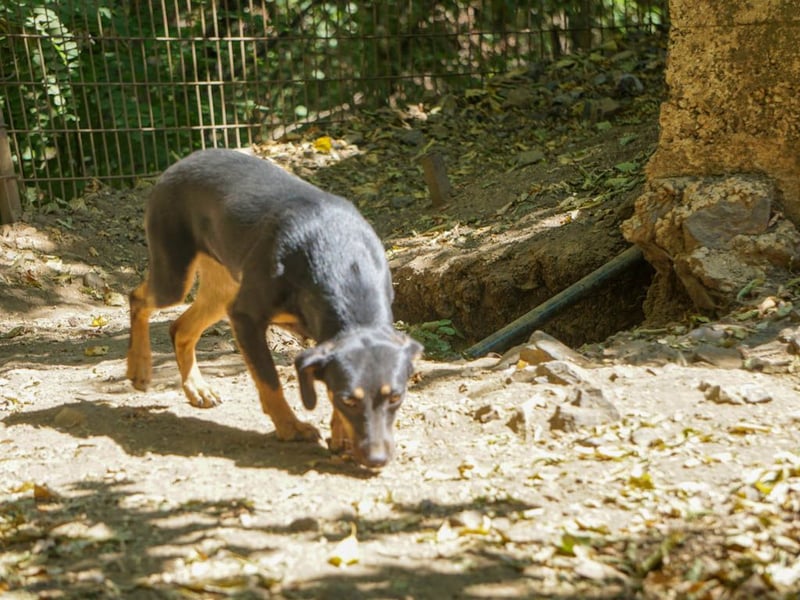 Schmusemaus SMILLA will endlich mit ihren eigenen Menschen kuscheln
