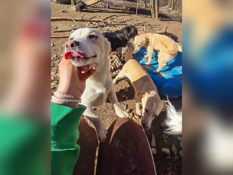 SKIPPER klein, frech, WUNDERBAR !