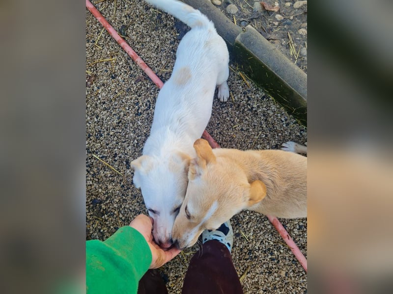 SKIPPER klein, frech, WUNDERBAR !