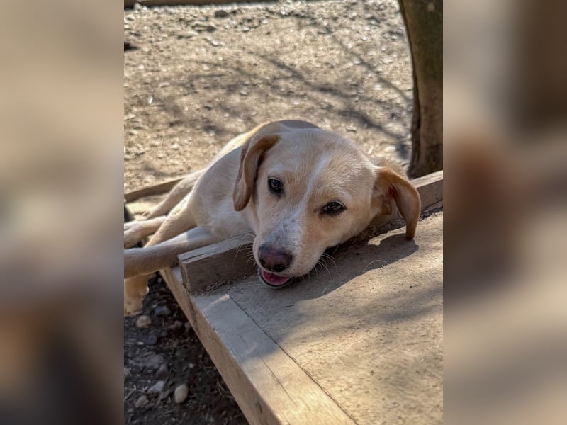 möchtest DU SASSY die Welt zeigen ?