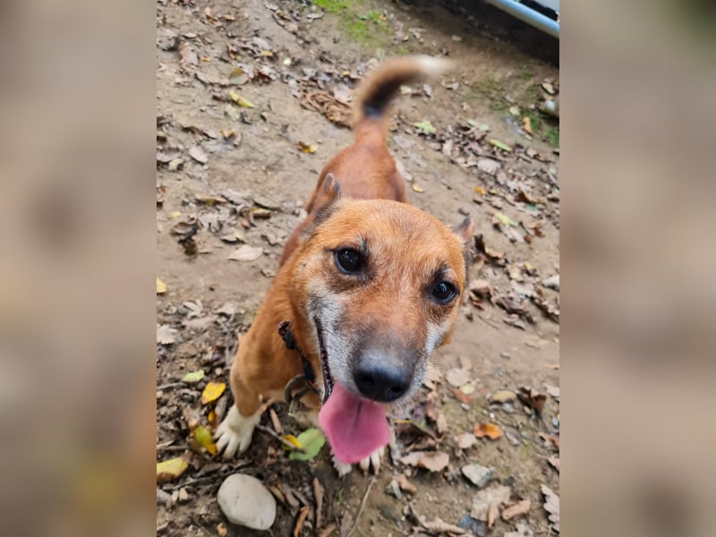 Kuckuck, zauberhafter AMON sucht liebevolle Familie Kuckuck, zauberhafter AMON sucht liebevolle Familie