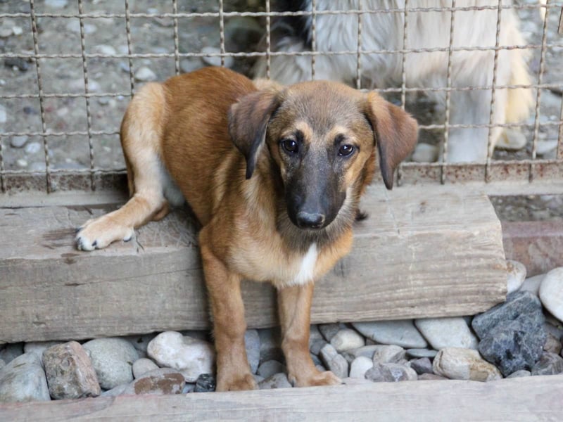 Schlaue ALMA sucht ein für immer Zuhause