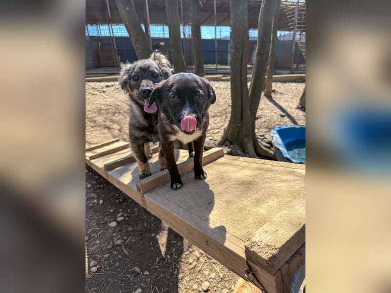 SUSHI - Knopfaugen zum Verlieben !!!