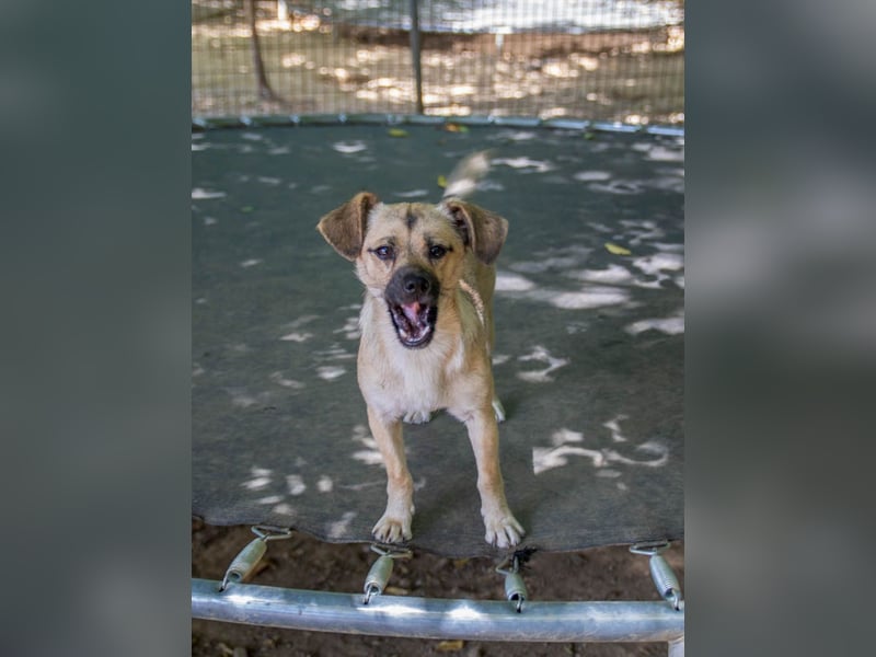 SMOKY sucht seine eigene Familie zum Spielen, Toben und Kuscheln ...