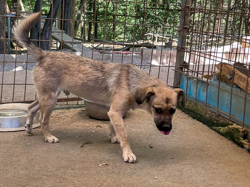 SMOKY sucht seine eigene Familie zum Spielen, Toben und Kuscheln ...
