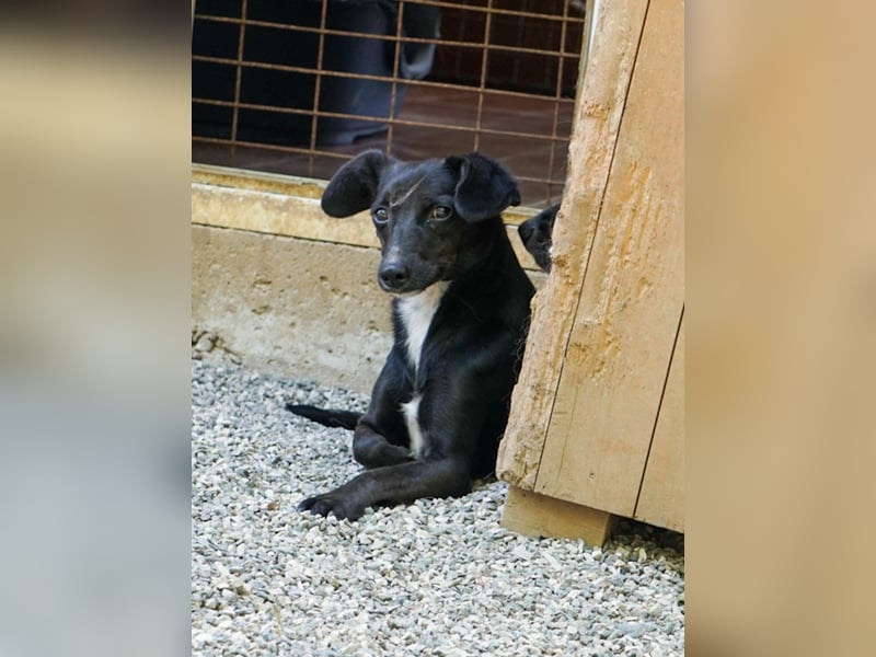 Schüchterne FIONA sucht Menschen mit Liebe und Geduld