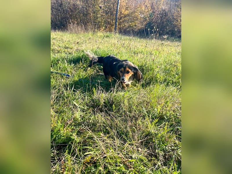 Verschmuster und verspielter BOBISHA liebt Kuscheleinheiten und Schmusen
