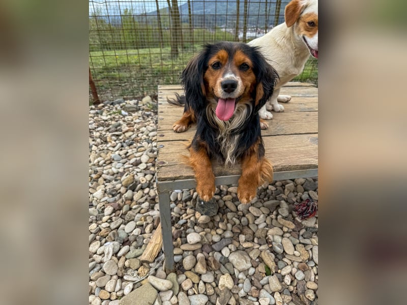 Bezaubernder zuckersüßer BOBISHA sucht sein Für-Immer-Zuhause