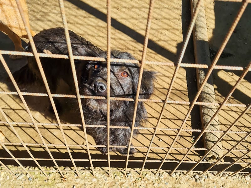 RAMONA freundlich, aufgeweckt sucht Ihre Abenteuer-Menschen !